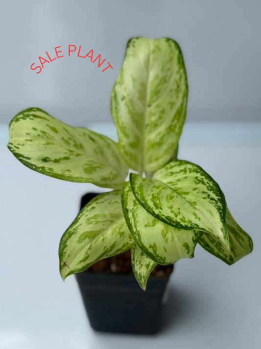 AGLONIMA SILVAR PLATE IN 3"POT