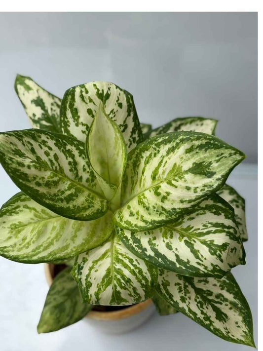 AGLONIMA SILVAR PLATE IN 3"POT