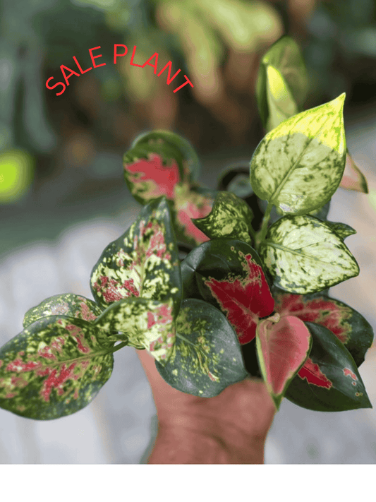 5 AGLONIMA COMBO 629/- 5-8 CM PLANTS IN NET POT