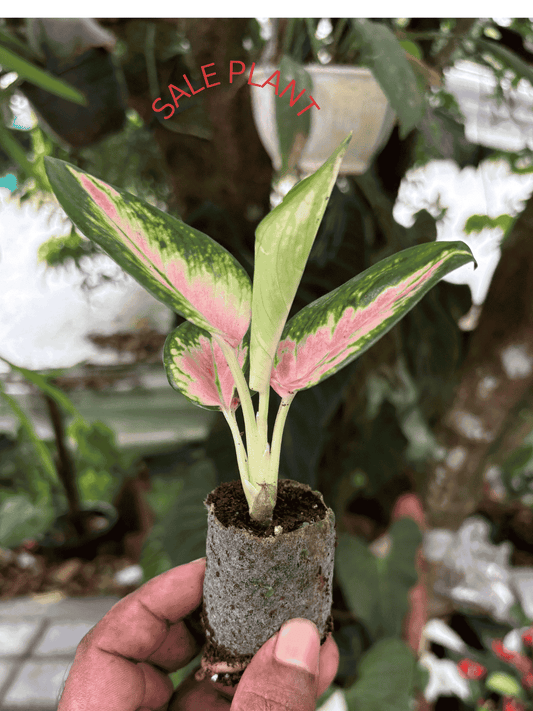 AGLONIMA TRICOLOR CABBAGE 5-8 CM PLANT IN NET POT