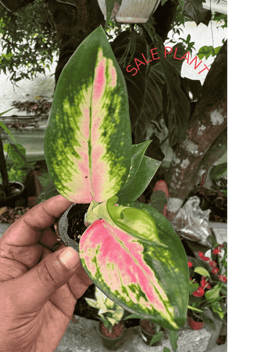 AGLONIMA TRICOLOR CABBAGE 5-8 CM PLANT IN NET POT