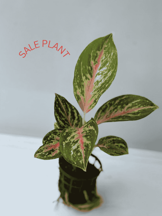 AGLONIMA PANAMA 5-8 CM PLANT IN NET POT