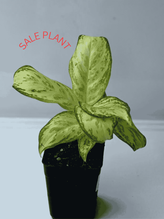 AGLONIMA SILVAR PLATE IN 3"POT