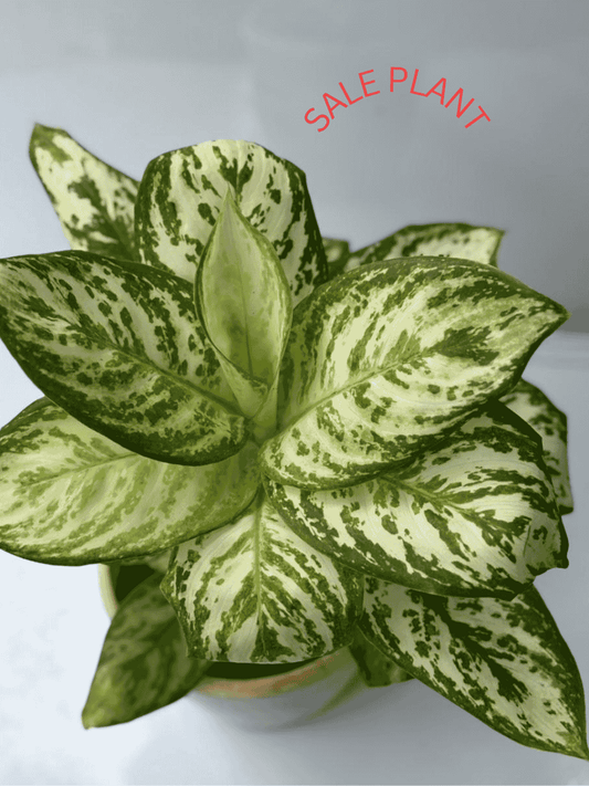 AGLONIMA SILVAR PLATE IN 3"POT