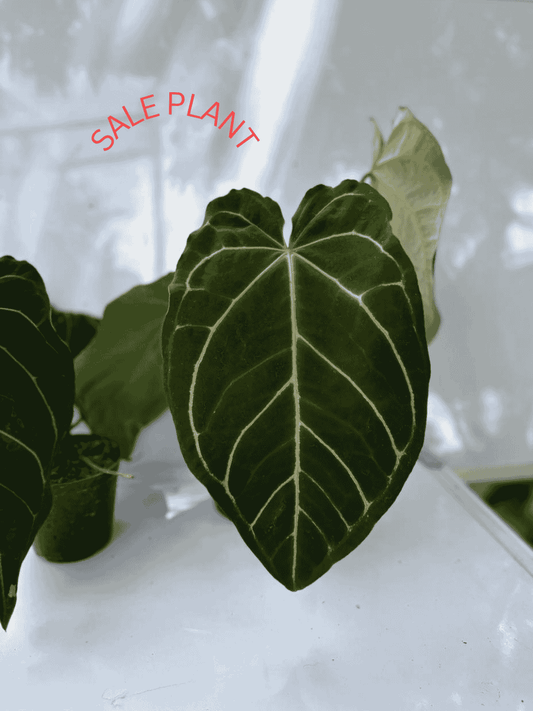FOLIAGE ANTHURIUM HYBRIDS SINGLE PLANT IN POT