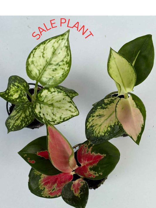Aglaonema Combo 399 THAILAND RED , COCHIN ESCADE, SUPER WHITE small plants in Net pot