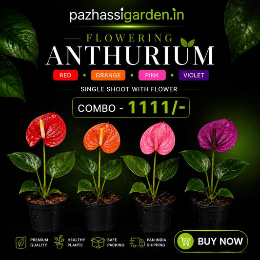 4 FLOWERING ANTHURIUMS WITH FLOWERS (RED ORANGE PINK VIOLET ) ONAM OFFER