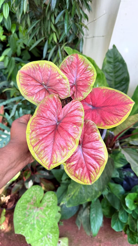 Caladium HOT LIPS CLONE NEW 1 IN JIFFY BAG