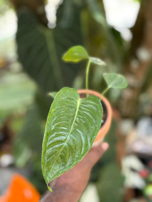 FOLIAGE ANTHURIUM KING VEITCHII IN POT