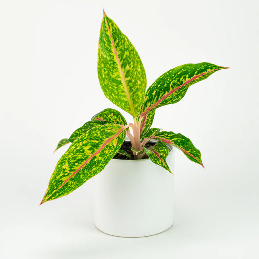 AGLONEMA GREEN SPARKLE 5-8 CM PLANT IN NET POT