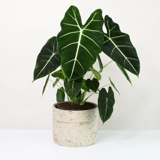 Alocasia Frydek (Plant with bulb in Jiffy bag)