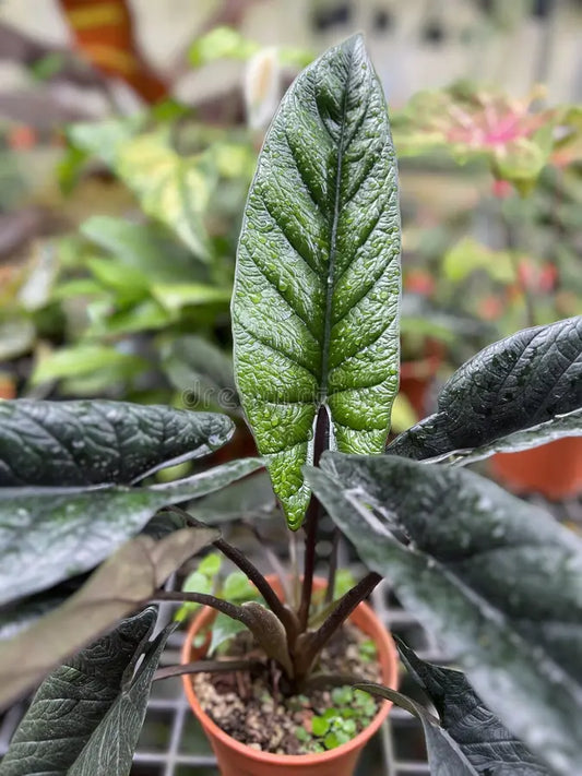 ALOCASIA SCALPRUM IN JIFFYBAG