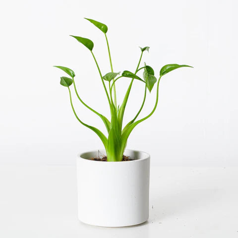 ALOCASIA TINY DANCER IN JIFFY BAG