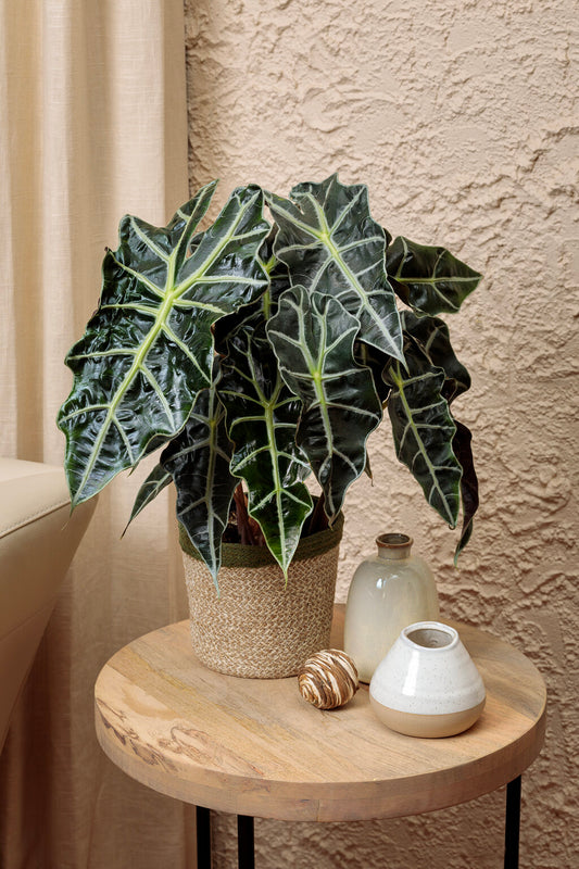ALOCASIA AMAZONIKA IN JIFFY BAG