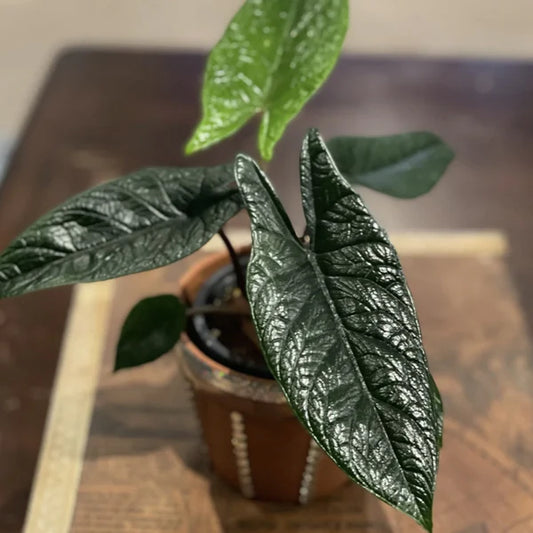 ALOCASIA SCALPRUM IN JIFFYBAG