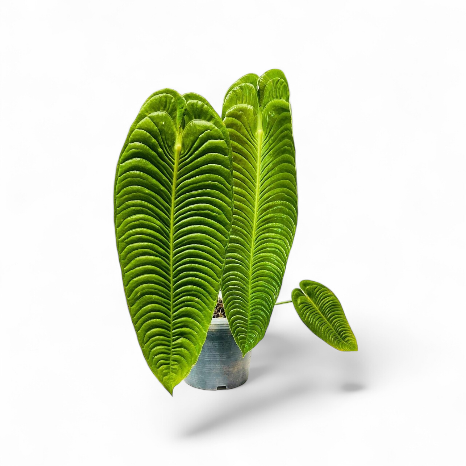 King Veitchii Foliage Anthurium in Pot – pazhassigarden
