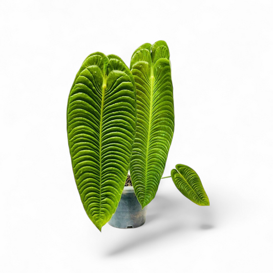 FOLIAGE ANTHURIUM KING VEITCHII IN POT