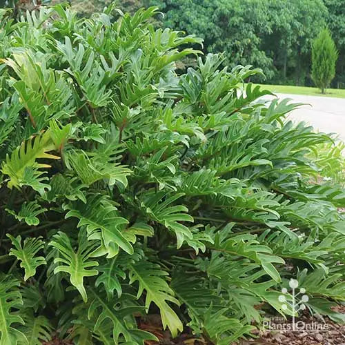 Philodendron xanadu green wild (Tissue Culture Plant in Jiffy Bag)