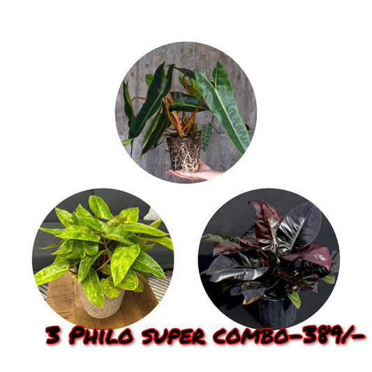 PHILODENDRON SUPER COMBO 3 PLANTS-389/-