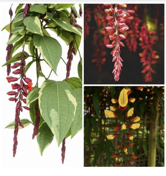 THUNBERGIA SUPER COMBO 289/- THUNBERGIA NORMAL,THUNBERGIA VERIGATED,THNBERGIA YELLOW IN POLY/JIFFY BAG