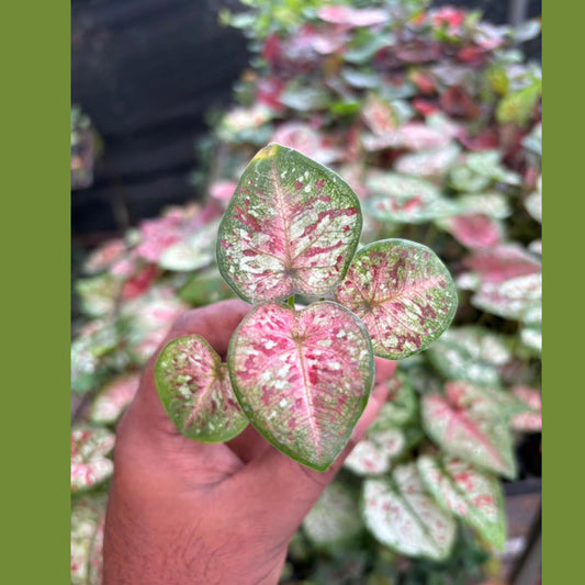 Thai Dwarf Caladium Thaibankew Sprouted Bulb in paper bag