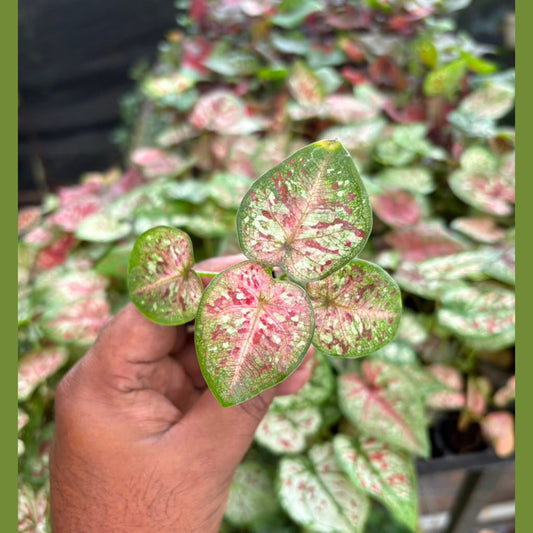 Thai Dwarf Caladium Thaibankew Sprouted Bulb in paper bag