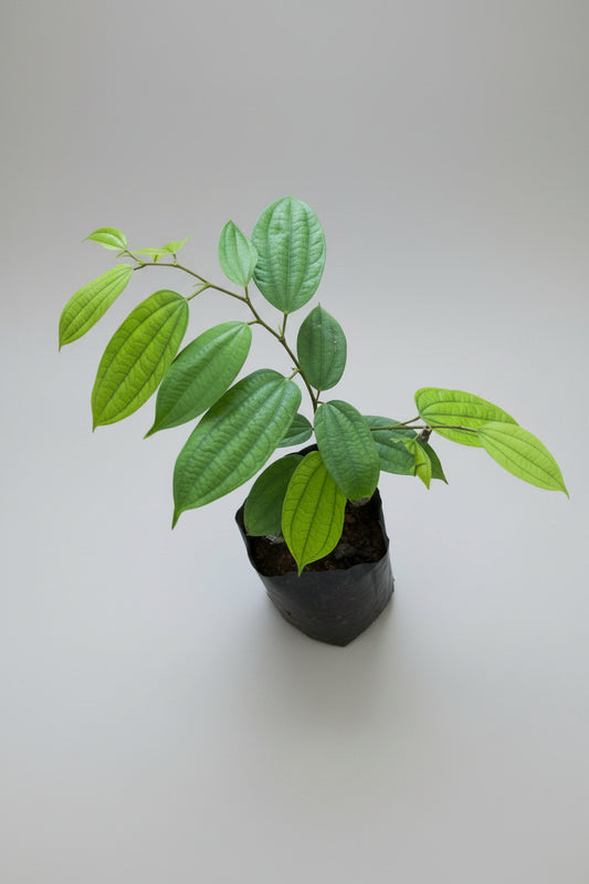 Bauhinia Coccinea Rooted plant in poly bag
