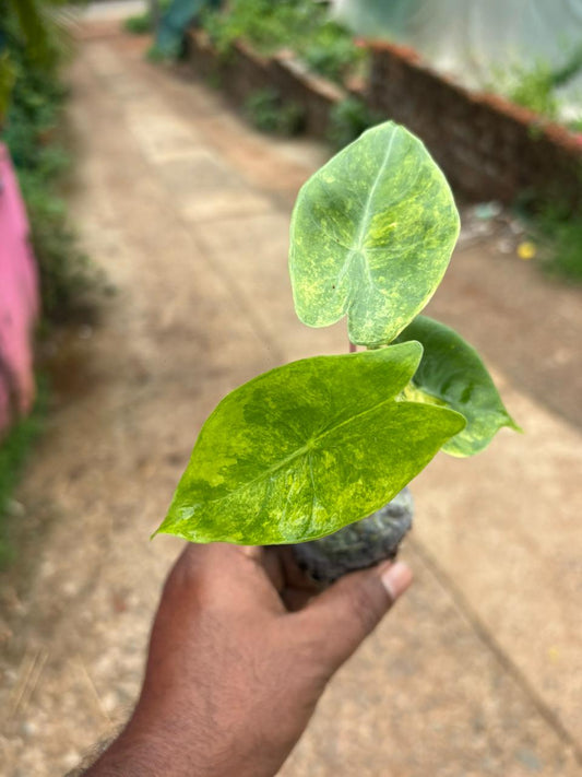 ALOCASIA pink dragon VERIGATED IN JIFFY BAG