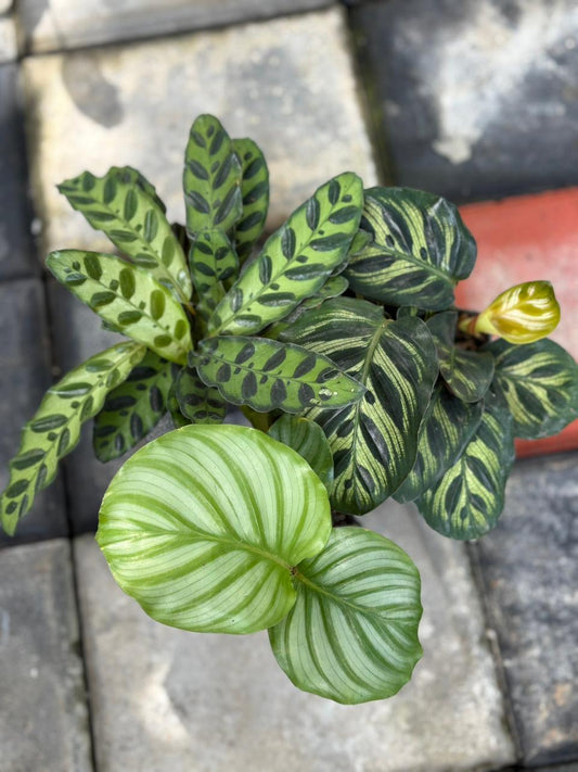 COMBO OF 3 Calathea 690/- ORBIFOLIA ,MAKOYANA,RATTLE SNAKE IN POT