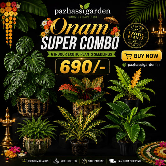 6 INDOOR EXOTIC PLANTS ONAM SUPER COMBO 690/-