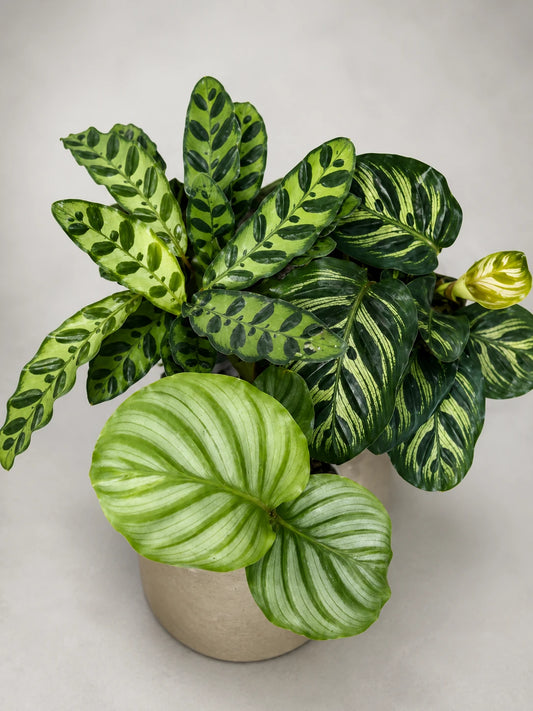 COMBO OF 3 Calathea 690/- ORBIFOLIA ,MAKOYANA,RATTLE SNAKE IN POT