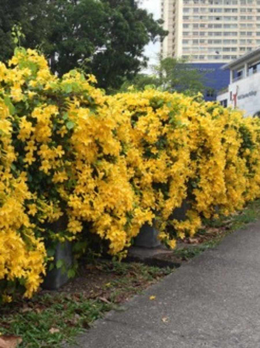 Cats Claw Set of 2 well rooted Plants in Polybags