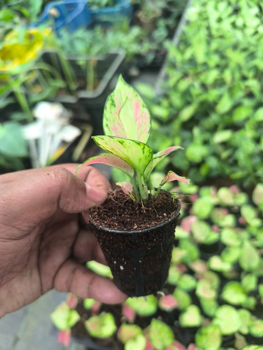 AGLONEMA AUSPICIOUS RED 5-8 CM IN NET POT
