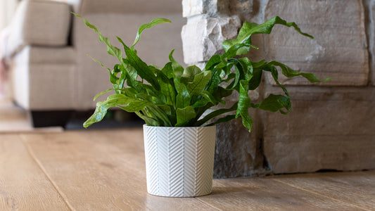 CROCODILE FERN IN JIFFY BAG