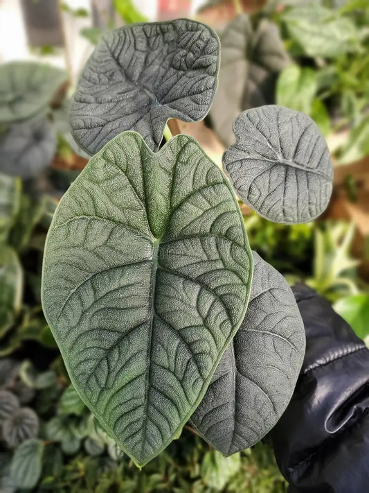 Alocasia melo sprouted bulb in jiffy bag
