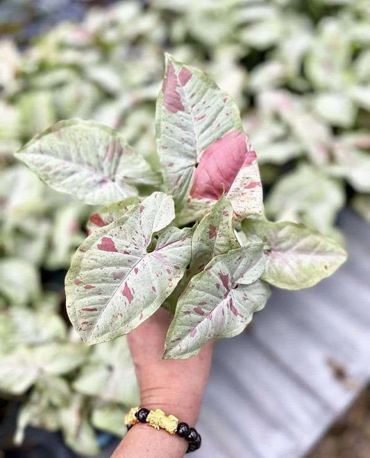 Syngonium Milk Confetti ( Tissue Culture Plant in Jiffy bag)