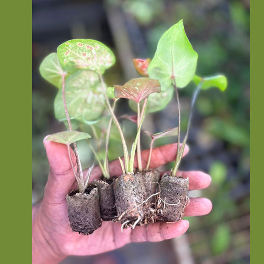5 RARE EXOTIC THAI CALADIUM SPROUTED BULBS COMBO 777/- IN JIFFY BAGs
