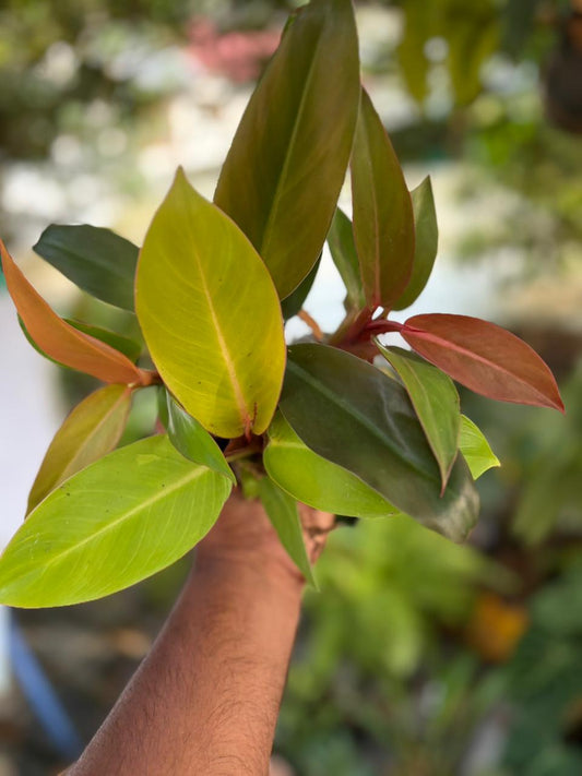 COMBO OF 4 PHILODENDRON 389/- IN JIFFY BAG