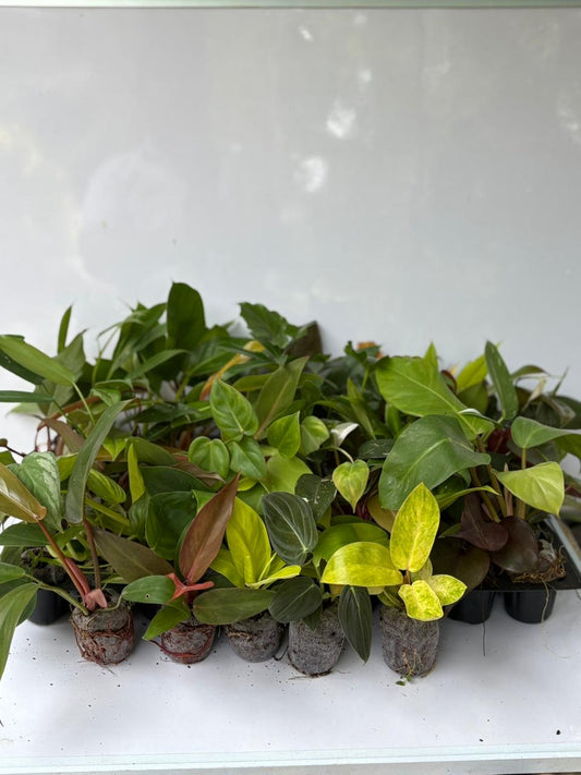50 philodendron super combo 5999 ( jiffy plants)
