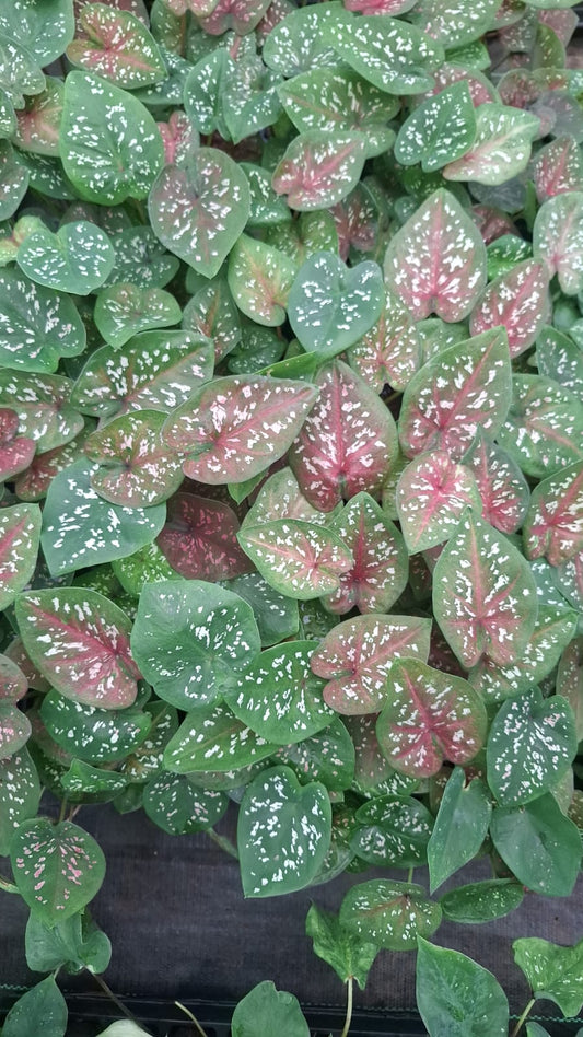 Thai Dwarf Caladium CLONE NO 15 Sprouted Bulb in paper bag