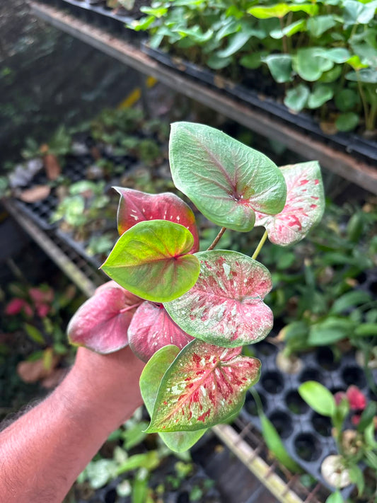 3 RARE EXOTIC THAI CALADIUM SPROUTED BULBS COMBO 555/-