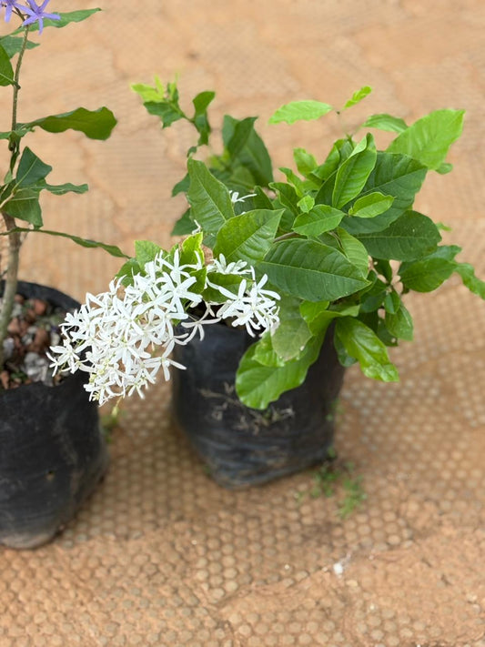 matured Petria white (in nursery bag)