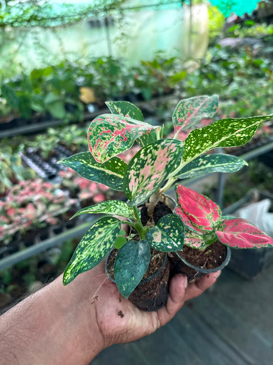 3 AGLONEMA 5-8 CM SEEDLINGS COMBO 389 IN NET POT