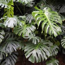 MONSTERA COMBO 665 /- FOUR TYPES MONSTERA PLANTS IN JIFFY BAGS