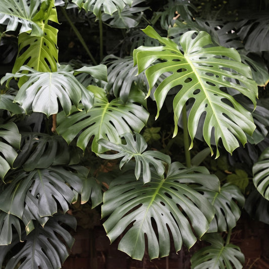 MONSTERA DELICIOSA (Tissue Culture Plant in Jiffy Bag)