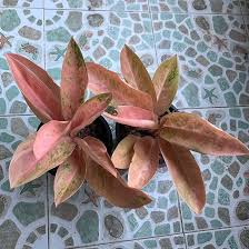 AGLONIMA PINK BANANA 5-8 CM PLANT IN NET POT