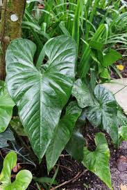 FOLIAGE ANTHURIUM WATERMALIENSE IN JIFFY BAG