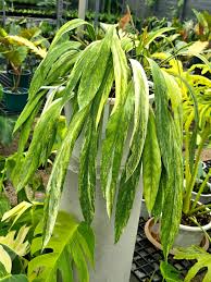 verigated vittarifolium Foliage Anthurium in jiffy bag