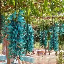 BLUE Jade Vine (AIR LAYERD) IN 3" Pot