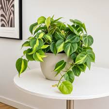 BRAZIL PHILODENDRON IN NET POT